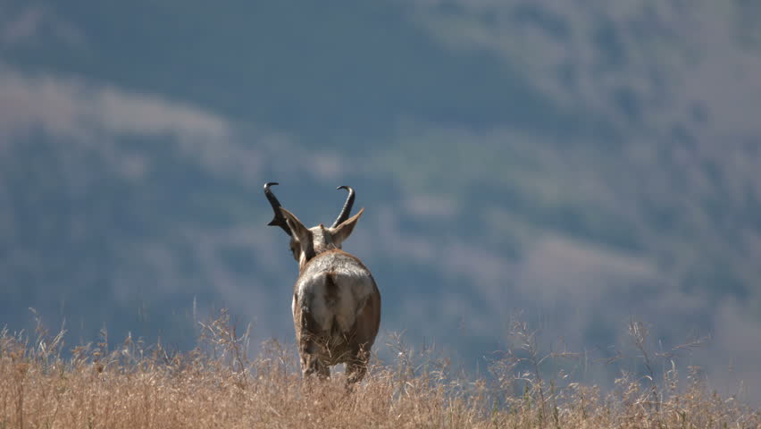 Header of American Antelope
