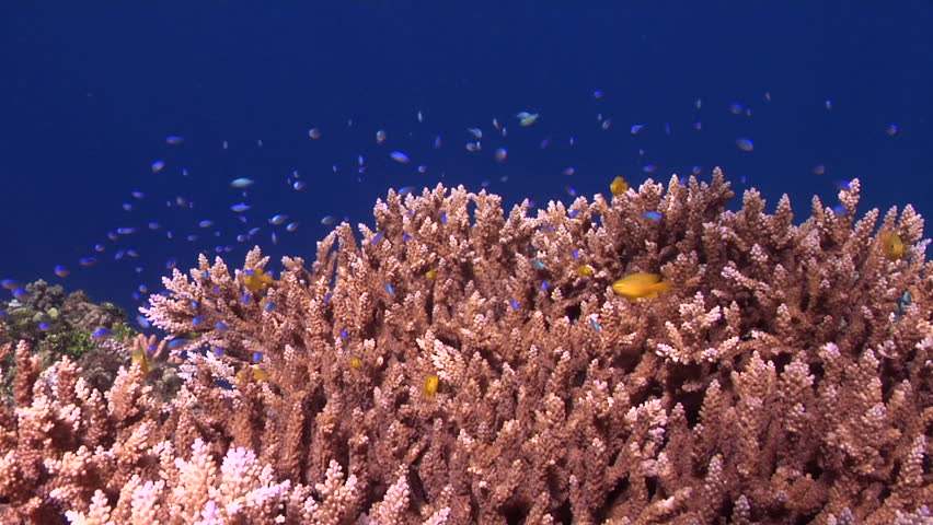 Header of Acropora cerealis