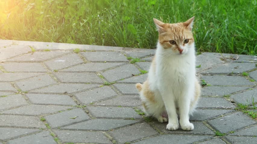 an overview of the small carnivorous animal felis catus Cats are family 10k likes community the domestic cat (felis catus or felis silvestris catus) is a small, usually furry, domesticated, and carnivorous mammal. an overview of the small carnivorous animal felis catus Cats are family 10k likes community the domestic cat (felis catus or felis silvestris catus) is a small, usually furry, domesticated, and carnivorous mammal.