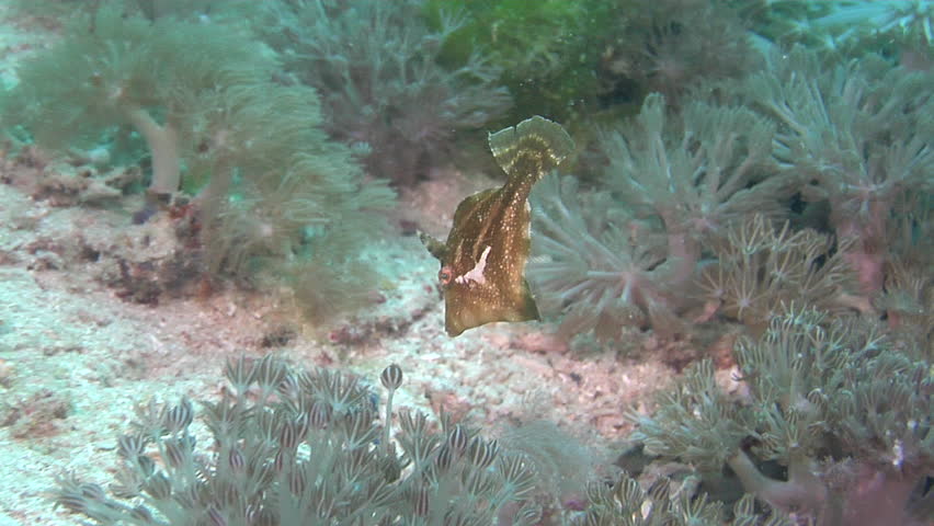 Header of Acreichthys tomentosus