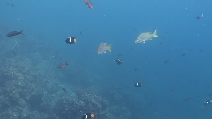 Header of Amarillo Snapper
