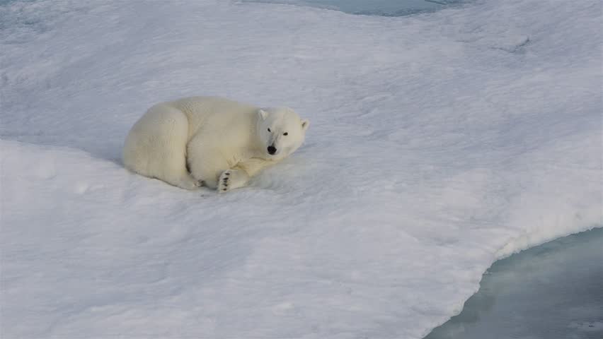 Polar Bear Curled Up Sleeping In The Snow. Stock Footage Video 5046644 ...