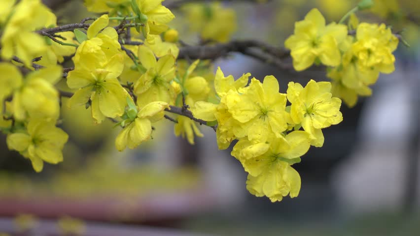 Yellow Apricot Blossom Stock Footage Video - Shutterstock