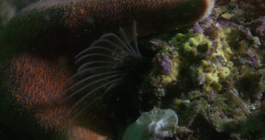 Header of acorn barnacle