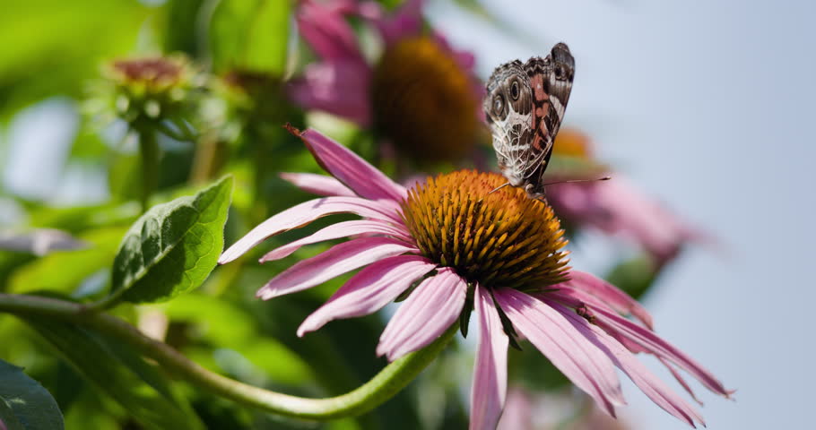 Header of American painted lady