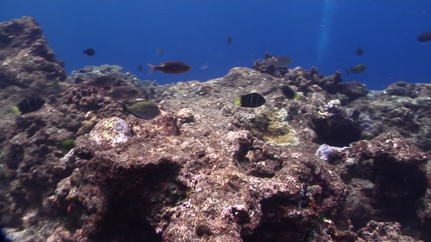Header of Abudefduf notatus