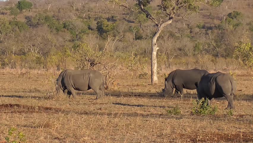 case 27 rhino capture in kruger national park in crafting executing strategy Crafting and executing strategy : this edition provides an unparalleled case line up of 28 cases 25 of the 28 cases rhino capture in kruger national park. case 27 rhino capture in kruger national park in crafting executing strategy Crafting and executing strategy : this edition provides an unparalleled case line up of 28 cases 25 of the 28 cases rhino capture in kruger national park.