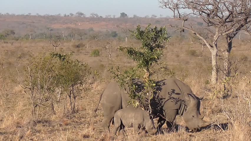 case 27 rhino capture in kruger national park in crafting executing strategy Crafting and executing strategy : this edition provides an unparalleled case line up of 28 cases 25 of the 28 cases rhino capture in kruger national park. case 27 rhino capture in kruger national park in crafting executing strategy Crafting and executing strategy : this edition provides an unparalleled case line up of 28 cases 25 of the 28 cases rhino capture in kruger national park.