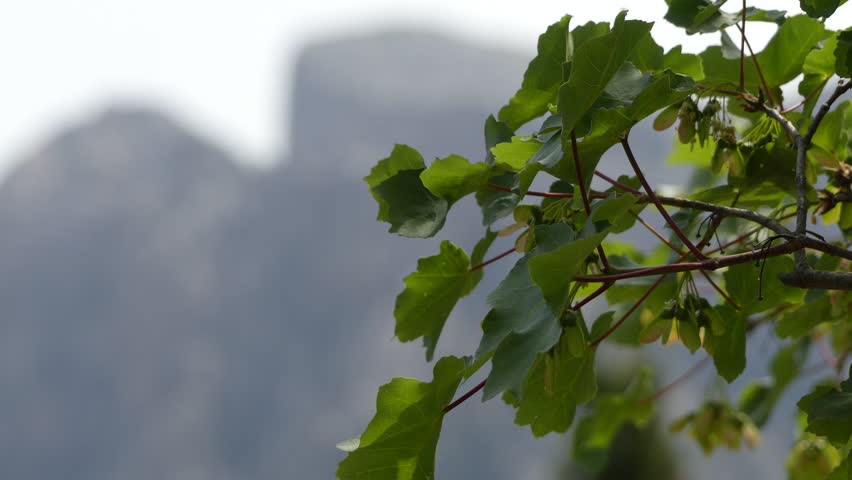 Header of Sapindaceae