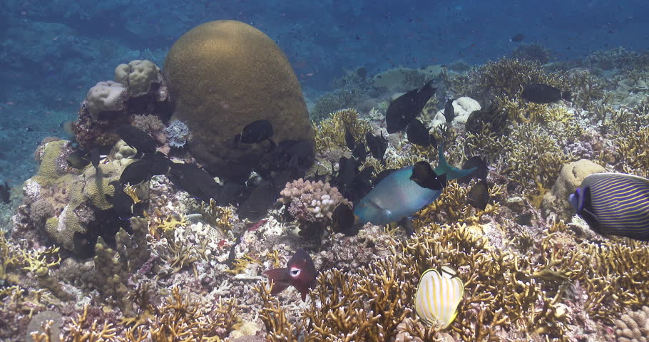 Header of Acanthurus blochii