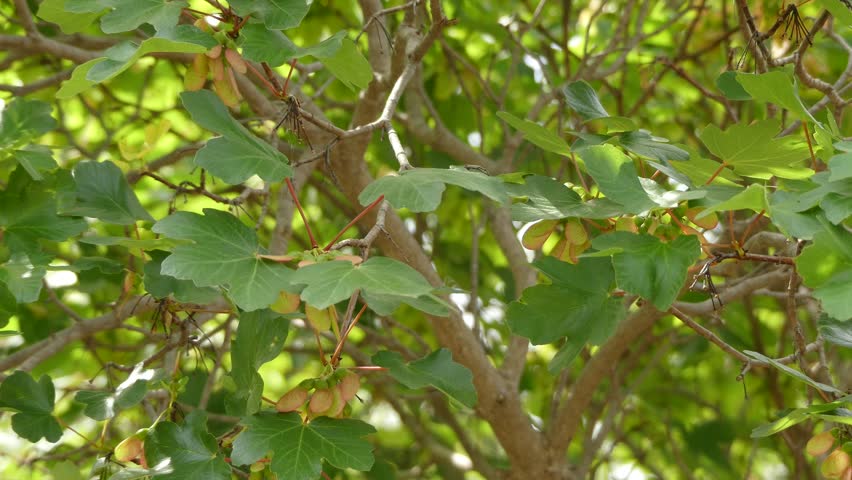Header of Acer opalus