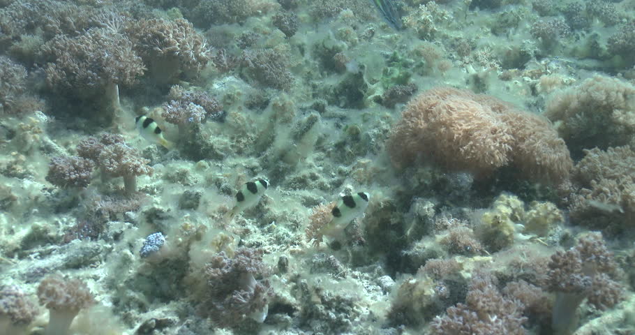 Header of Amblypomacentrus clarus