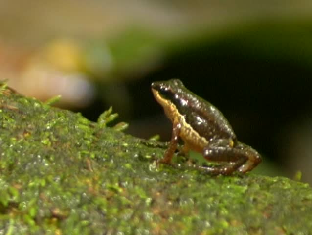 Header of Allobates insperatus