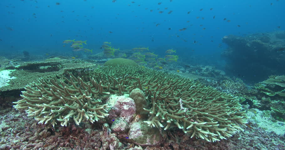 Header of Acropora valenciennesi