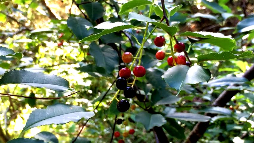 Header of alder buckthorn