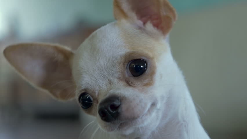 Chihuahua Puppy Stock Footage Video - Shutterstock