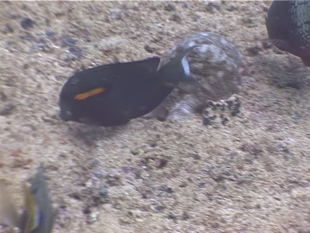 Header of Acanthurus olivaceus