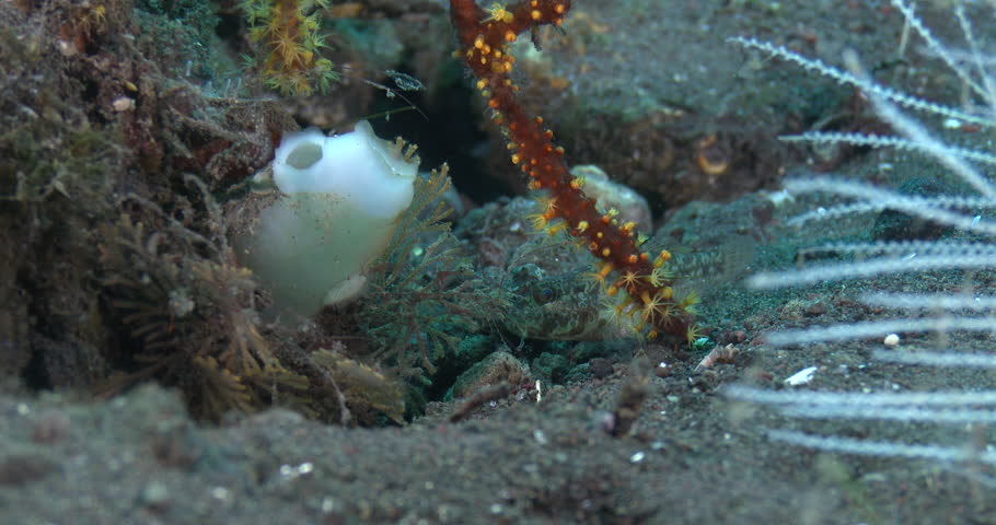 Header of Acentrogobius
