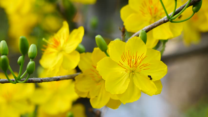 Yellow Apricot Blossom Stock Footage Video - Shutterstock