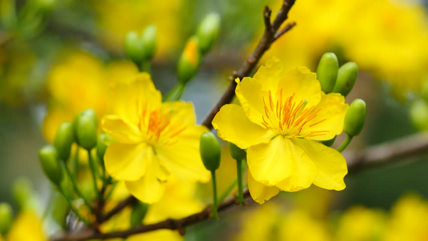 Yellow Apricot Blossom Stock Footage Video - Shutterstock