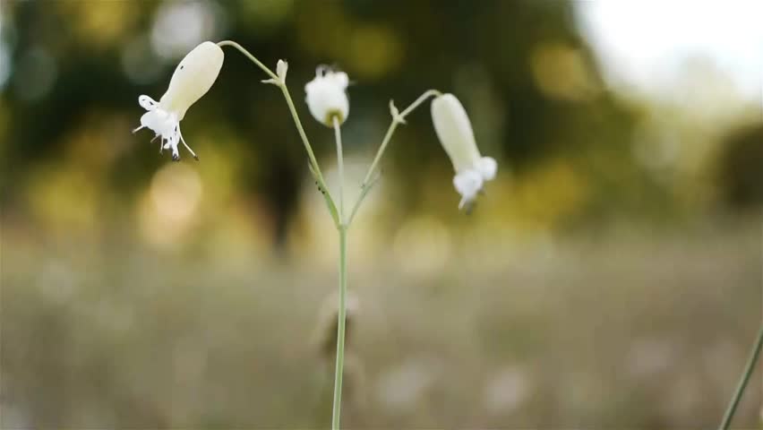 Header of Maidenstears