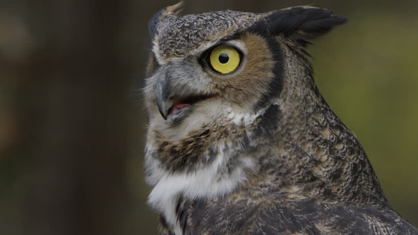 Close Up Of A Great Horned Owl's Face With Large Yellow Eyes Stock ...