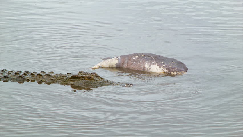 Header of African Crocodile