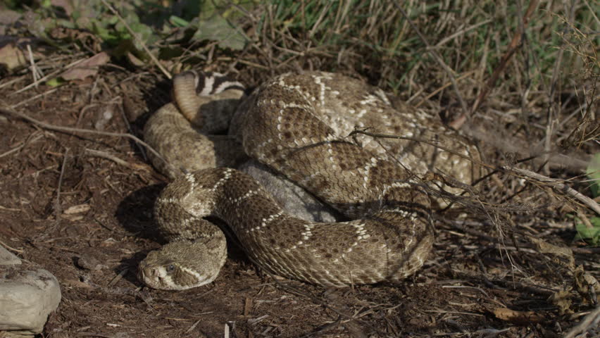 Header of diamondback