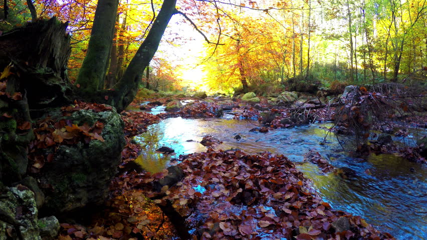 Old Bridge Over A Small Forest River In High Fens Eifel Nature Park ...