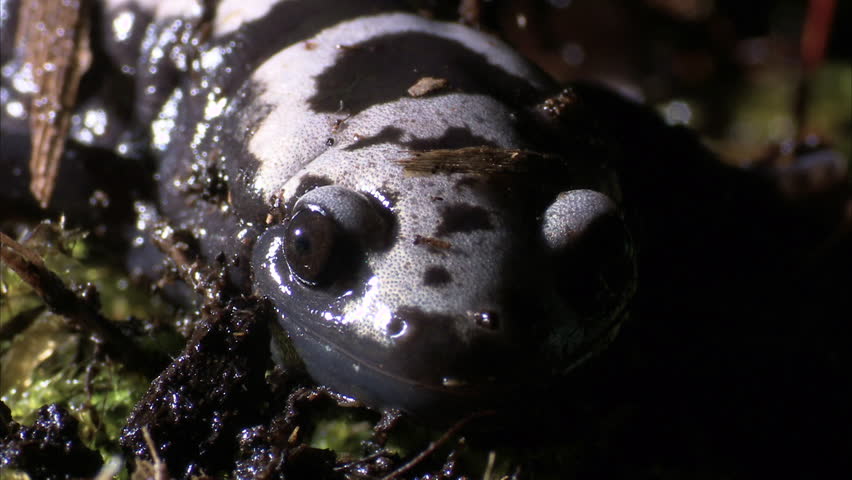 Header of Ambystoma opacum