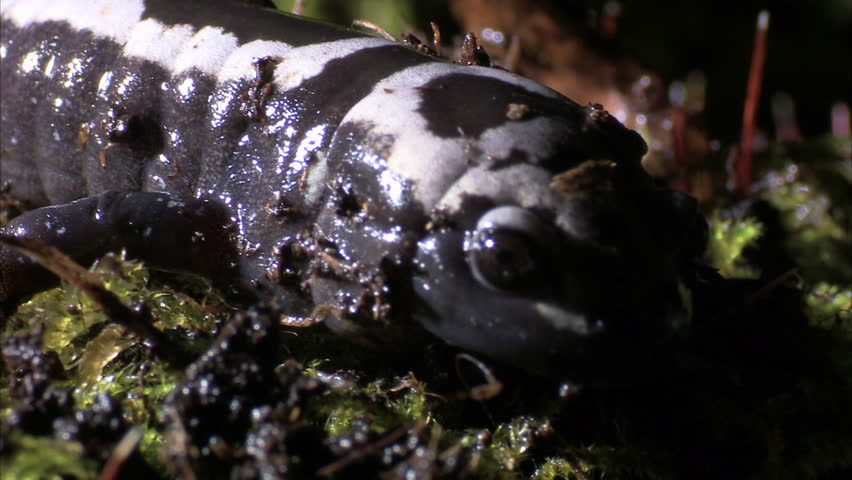 Marbled Salamanders Diet Meal Plans - Marcus Reid