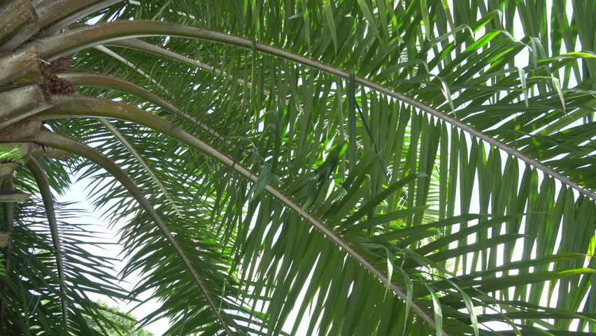 The UNBELIEVABLE health benefits of oil PALM LEAVES