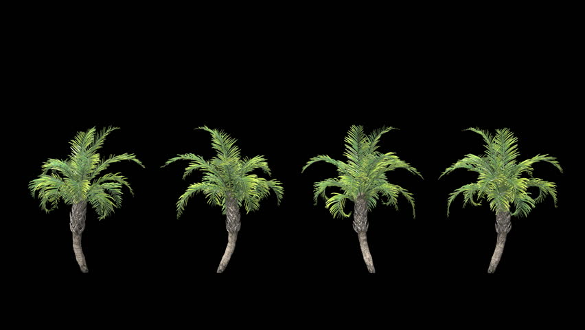 Palm Tree Stock Footage Video - Shutterstock