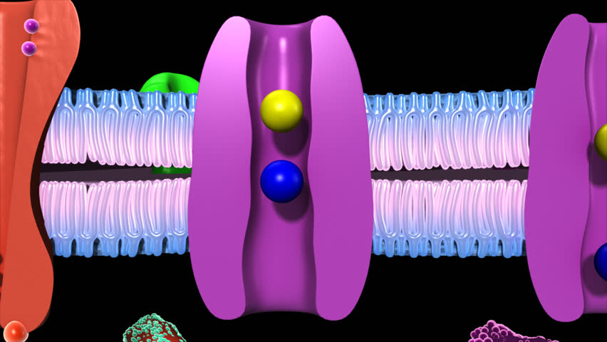 Header of Active Transport