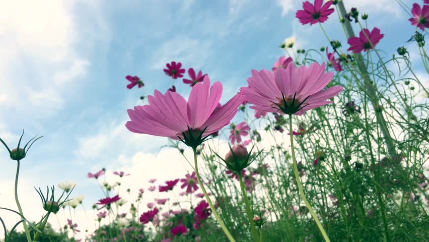 Cosmos flowers Footage | Stock Clips