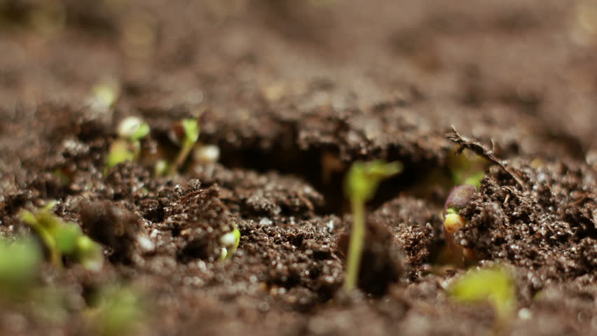 Mustard Seed Plant Stock Footage Video - Shutterstock