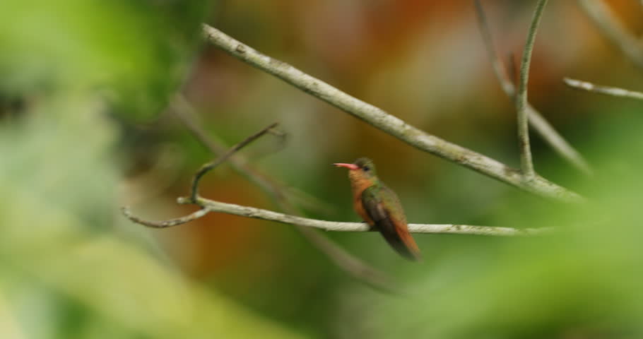 Header of Amazilia rutila
