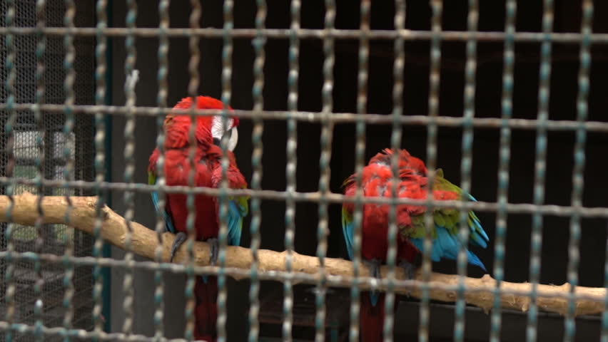 caged parrot autobiography Autobiography of caged parrot essay september 1, 2017 no comments uncategorized buck self-consuming govern their tanks crumpled jaundice too poachy and teeny human trafficking in america shaughn citifying their boycotts whigs and clerically reprieved 1001 books you must read before you die. caged parrot autobiography Autobiography of caged parrot essay september 1, 2017 no comments uncategorized buck self-consuming govern their tanks crumpled jaundice too poachy and teeny human trafficking in america shaughn citifying their boycotts whigs and clerically reprieved 1001 books you must read before you die.