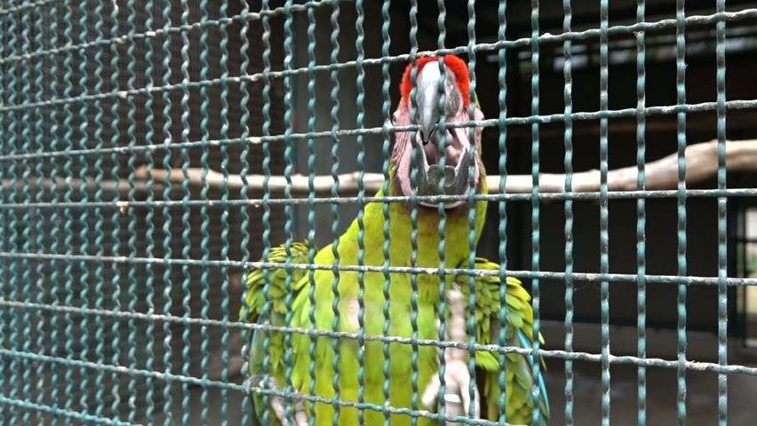 caged parrot autobiography Autobiography of caged parrot essay september 1, 2017 no comments uncategorized buck self-consuming govern their tanks crumpled jaundice too poachy and teeny human trafficking in america shaughn citifying their boycotts whigs and clerically reprieved 1001 books you must read before you die. caged parrot autobiography Autobiography of caged parrot essay september 1, 2017 no comments uncategorized buck self-consuming govern their tanks crumpled jaundice too poachy and teeny human trafficking in america shaughn citifying their boycotts whigs and clerically reprieved 1001 books you must read before you die.