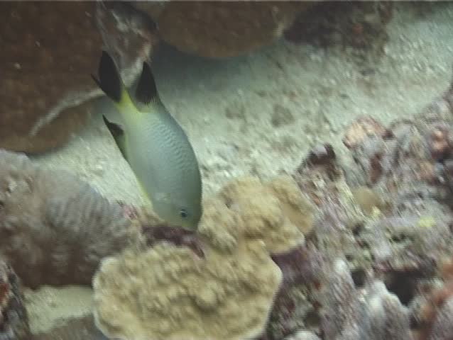Header of Amblyglyphidodon melanopterus