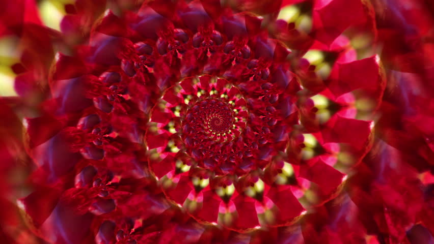 fibonacci spiral flowers