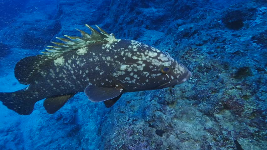 Divers With A Goliath Grouper Stock Footage Video 10808099 - Shutterstock