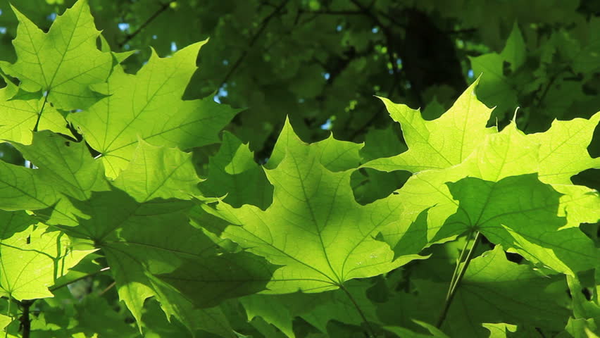 Animation Of Leaves Blowing In The Wind. Alpha Channel Included Stock ...