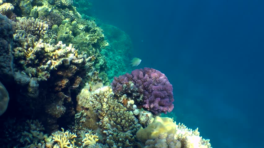 Header of Amblyglyphidodon indicus