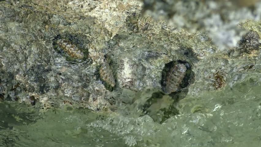 Header of Acanthopleura granulata
