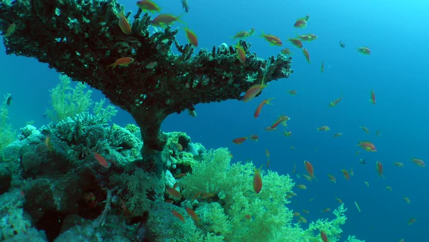 Header of Acropora pharaonis
