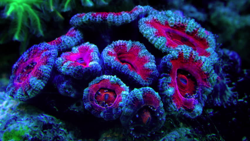 Header of Acanthastrea lordhowensis