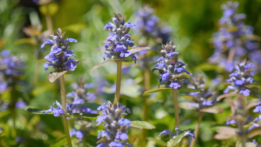 Header of Ajuga