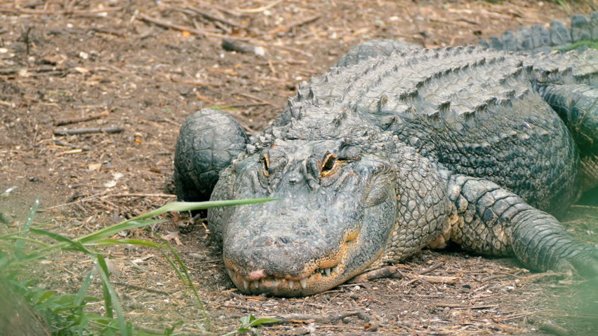 Header of Alligator mississippiensis