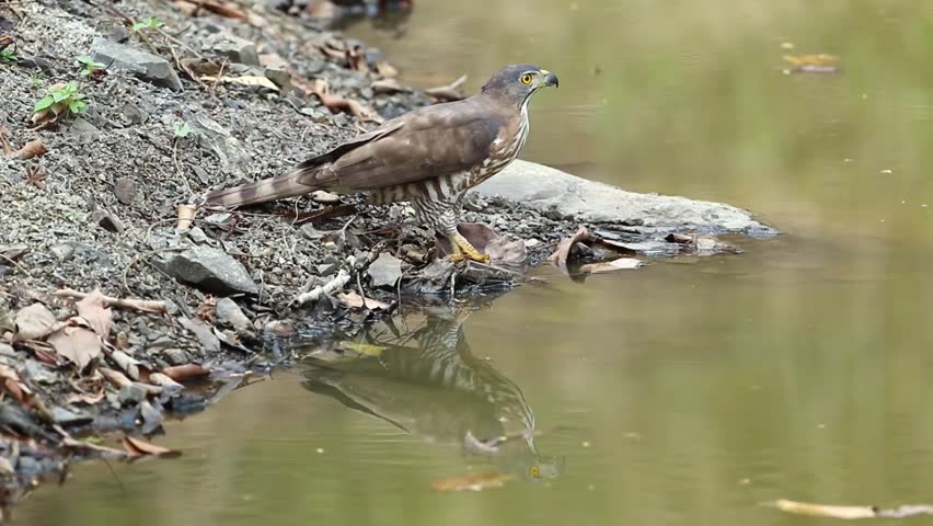 Header of Accipiter trivirgatus